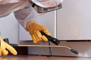 Messie Schädlingsbekämpfung Lörrach